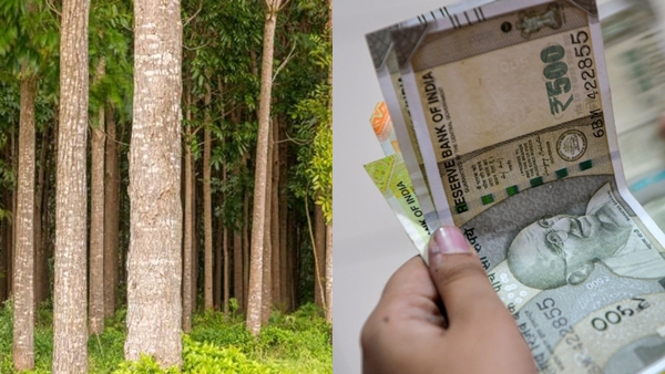 mahogany-tree-farming-1775459293 jpg