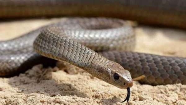snake-