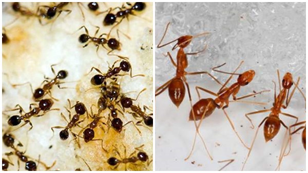ant city discovered in brazil ant city discovered in brazil