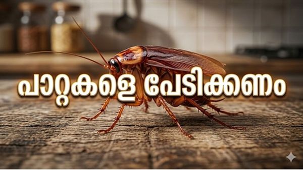 Cockroaches