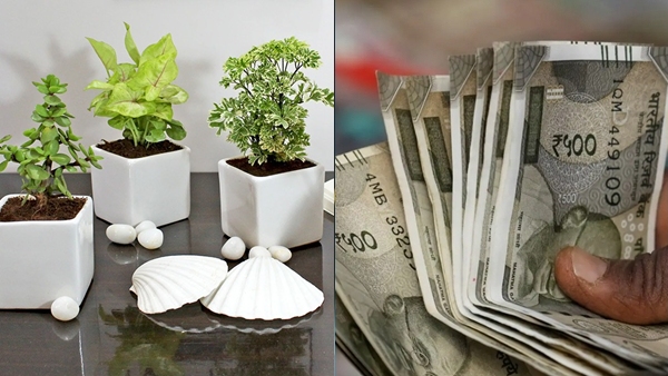 vastu-approved-plants-1779853110 jpg