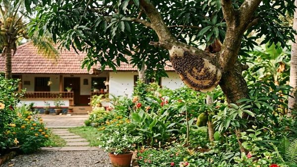 Safe guidelines for handling a beehive at home