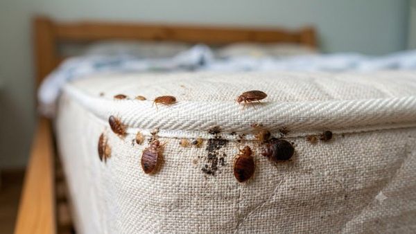 bed bug