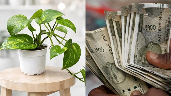 money-plant-1781119587 jpg money-plant-1781119587 jpg