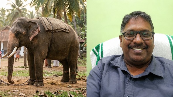 elephant 2 elephant 2