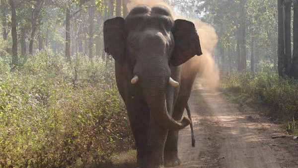 elephant 3 elephant 3