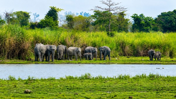 elephant 3 elephant 3