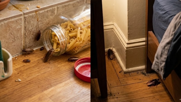 Cockroaches Cockroaches