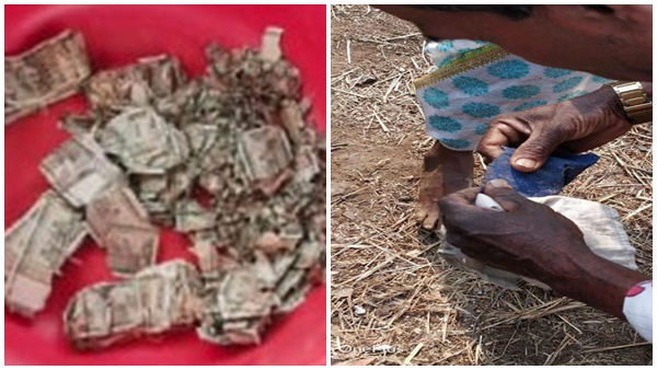 rajasthan famrner buried money