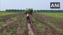 शेतक-यांसाठी महत्वाची बातमी, पीक विमा भरण्यासाठी 31 जुलैपर्यंत मुदतवाढ