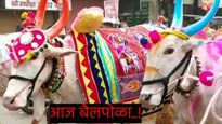 Bailpola:लाडक्या सर्जा-राजाचा पोळा सण! का साजरा केला जातो? काय आहे महत्त्व अन् साजरा करण्याची पद्धत 