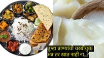 Tirupati Ladu Case : तुमच्या ताटापर्यंत असे पोहोचते जनावरांची चरबी असलेले अन्न! पत्ता ही लागणार नाही