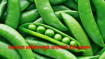 अशा लोकांनी मटार खाऊ नये, आरोग्यावर होतील गंभीर परिणाम