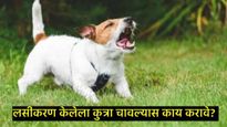 लसीकरण केलेल्या कुत्र्याने चावा घेतला तर रेबीज होऊ शकतो का?, जाणून घ्या त्यामागील सत्य काय 