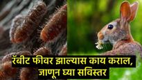 Rabbit Fever काय आहे?, दिवसेंदिवस वाढ होत असलेल्या या आजाराविषयी व त्यावरील उपायांविषयी घ्या जाणून 