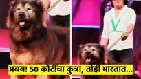 ऐकावं ते नवलंच..! बेंगळुरुकराने खरेदी केला 50 कोटींचा कुत्रा; काय आहे त्यात खास? वाचा संपूर्ण माहिती