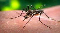 World Malaria Day 2025: जागतिक मलेरिया दिन का साजरा केला जातो, जाणून घ्या संबंधित गोष्टी आणि महत्व 