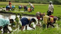 शेतकऱ्यांनो पेरणीची घाई करु नका, या तारखेपासून मान्सून थंडावणार, पावसातही घट; कृषी विभागाची सूचना