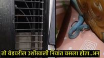 घरात शांतता अन् आला विचित्र आवाज नंतर उशी लागली थरथरायला, Video पाहून तुमच्याही अंगावर येईल काटा 