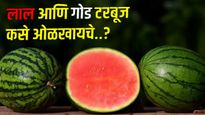 Watermelon : न कापता टरबूज लाल आणि गोड आहे हे कसे समजायचे! 'या' 5 गोष्टी तपासून तुम्ही ओळखू शकता