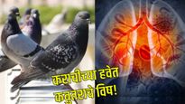 Bird Fanciers Lung : कराचीवर विषारी कबुतरांचे सावट! श्वास घ्यायला त्रास, काय आहे हा आजार? जाणून घ्या
