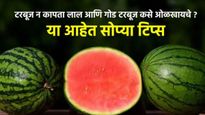 टरबूज न कापता लाल आणि गोड टरबूज कसे ओळखायचे, मास्टर शेफने खरेदी करण्याची सोप्पी पद्धत सांगितली