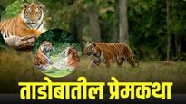 ताडोबातील वाघांच्या प्रेमकथा, जंगलाच्या कुशीत उमलणारे नाते