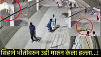 VIDEO : पाळीव सिंह पिंजऱ्यातून निघाला अन् थेट महिलेसह तिच्या दोन मुलांवर हल्ला केला; थरारक व्हिडिओ! 