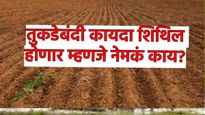तुकडेबंदी कायदा शिथिल करणार म्हणजे नेमके काय होणार? समजून घ्या जमीन खरेदी ते रजिस्ट्रीपर्यंतचा फायदा