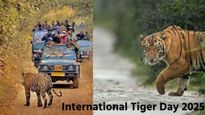 International Tiger Day 2025 : भारतातील अशी ठिकाणी जिथे तुम्ही अतिशय जवळून पाहू शकता वाघ! 