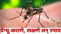 Dengue सावधान! पावसाळ्यात डेंग्यूचा 'ताप' वाढला! कशामुळे होतो संसर्ग? जाणून घ्या कारणे, लक्षणं उपाय 