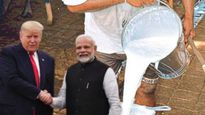'नॉन-व्हेज मिल्क' म्हणजे काय? भारत-अमेरिका व्यापार करारात हाच मुद्दा अडथळा का ठरतोय? 