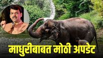 महादेवी हत्तीण प्रकरणी मुख्यमंत्र्यांची मोठी मध्यस्थी; कोल्हापूरकरांना दिलासा?