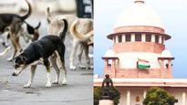 कुत्र्यांना परत सोडण्यावरची बंदी हटवली; सर्वोच्च न्यायालयाचा मोठा निर्णय; काय केला बदल?