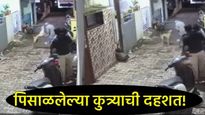 पिसाळलेल्या कुत्र्याचा 14 जणांना चावा; छत्रपती संभाजीनगरात थरार, Video पाहून अंगाचा होईल थरकाप!  