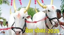 22 की 23 ऑगस्टला, कधी आहे बैल पोळा?, जाणून घ्या पोळा सणाचे महत्त्व अन् पौराणिक कथा!  