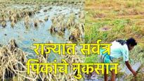 पीक नुकसानीसाठी फडणवीस सरकारची मोठी घोषणा; 2,215 कोटींची मदत मंजूर; शेतकऱ्यांना दिलासा? 