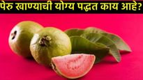 थंडीत पेरू खाण्याचे काय आहेत फायदे; सर्दी-खोकला वाढतो की कमी होतो, जाणून घ्या सविस्तर! 