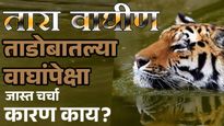 सह्याद्रीची नवी रणरागिणी 'तारा': मगरींच्या तावडीतून अथांग जलप्रवास अन् नागरिकांना दर्शन!