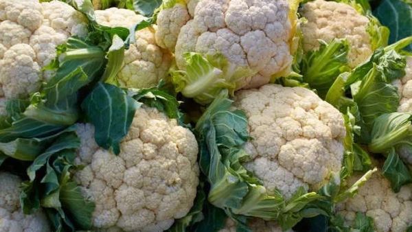 पावसाळ्यात फुलकोबीला होतात धोकादायक कीटक, खाण्यापूर्वी स्वच्छ कशी करावी ते जाणून घ्या
