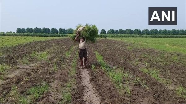 शेतक-यांसाठी महत्वाची बातमी, पीक विमा भरण्यासाठी 31 जुलैपर्यंत मुदतवाढ