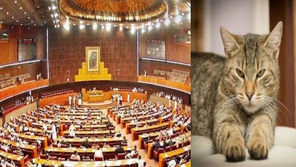 ऐकावं ते नवलंच..! पाकिस्तानच्या संसदेत मांजरांची भरती, 12 लाखांचं बजेट