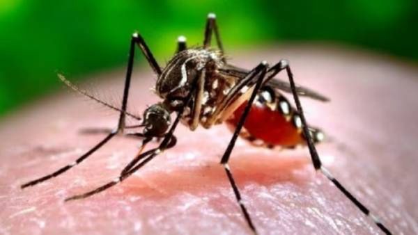 देशभरात डेंग्यूसोबत चिकनगुनियाचेही रुग्ण वाढले, बचावासाठी घ्या ही काळजी