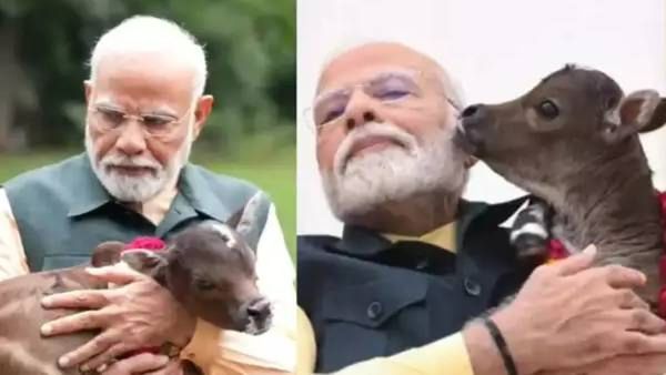 PM मोदींच्या घरी आला नवीन पाहुणा; वासराचा लाड करताना व्हिडिओ शेअर, नाव ठेवलं 'दीपज्योती'