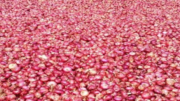 महाग कांद्याने उडवली सरकारची झोप! मुंबई, दिल्लीत स्वस्त दरात विक्री सुरु, तुम्ही घ्या 'असा' लाभ