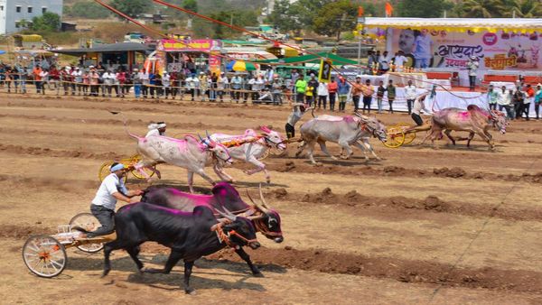 धक्कादायक..! 'त्या' प्रसिद्ध बैलगाडा मालकाचा खून; खंडणी मागितल्यावर मृतहेद जाळून लावली विल्हेवाट