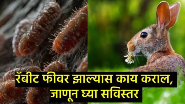 Rabbit Fever काय आहे?, दिवसेंदिवस वाढ होत असलेल्या या आजाराविषयी व त्यावरील उपायांविषयी घ्या जाणून