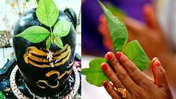 Mahashivratri 2025 : भगवान शिवाचे आवडते बेलपत्राचे अनेक आहेत आरोग्यदायी फायदे, जाणून घ्या