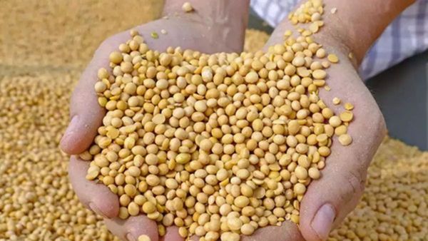 राज्यात सोयाबीन खरेदीसाठी शासनाकडून नव्याने मुदतवाढ नाही, पणन विभागाचं स्पष्टीकरण