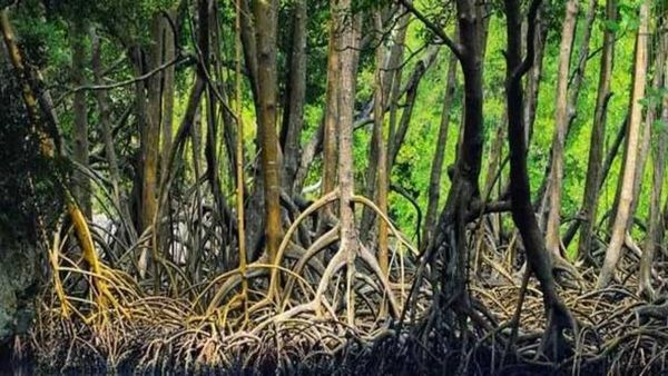 आंतरराष्ट्रीय वन दिन 21 मार्च रोजीच का साजरा केला जातो, जाणून घ्या त्याचा इतिहास आणि महत्त्व